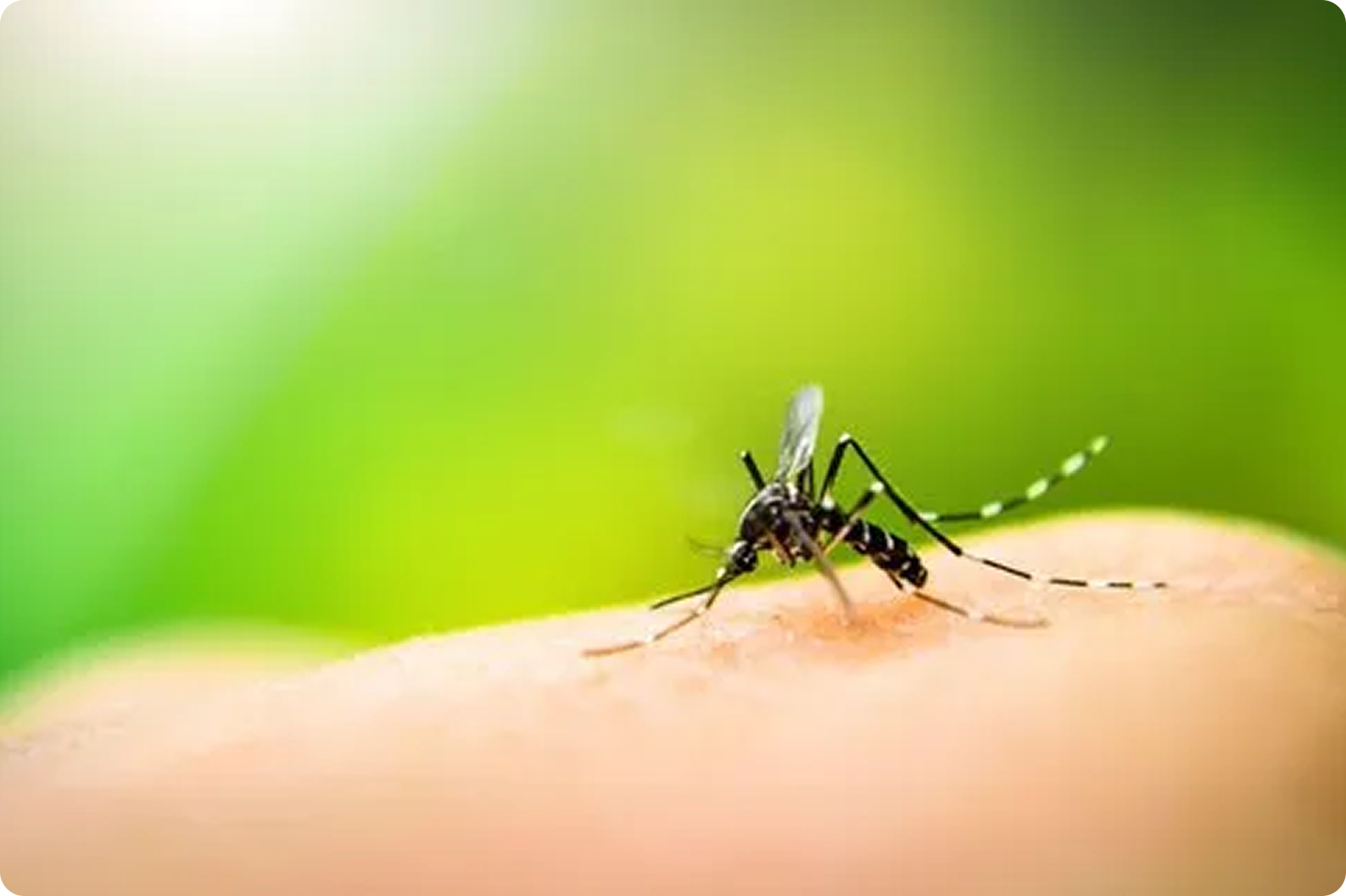 Mosquito Products